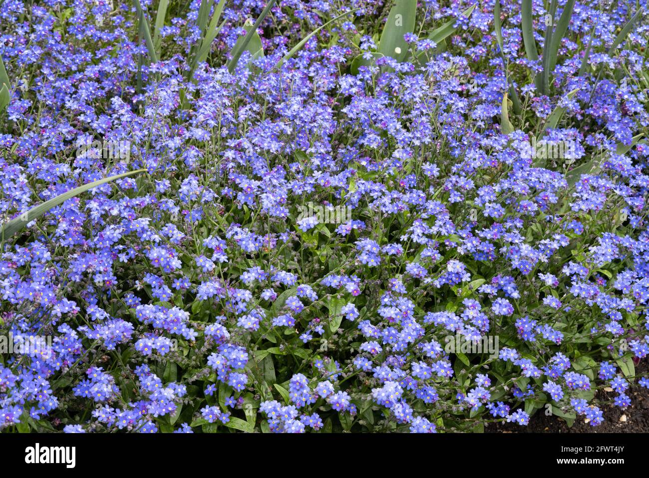 Forget me Nots; Blue Forget Me Not flowers, aka Scorpion grasses, Genus ...