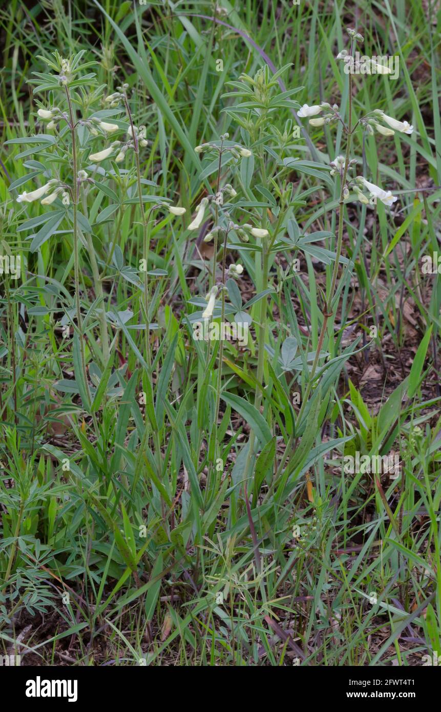 Oklahoma Beardtongue, Penstemon oklahomensis, nestled in grass Stock Photo