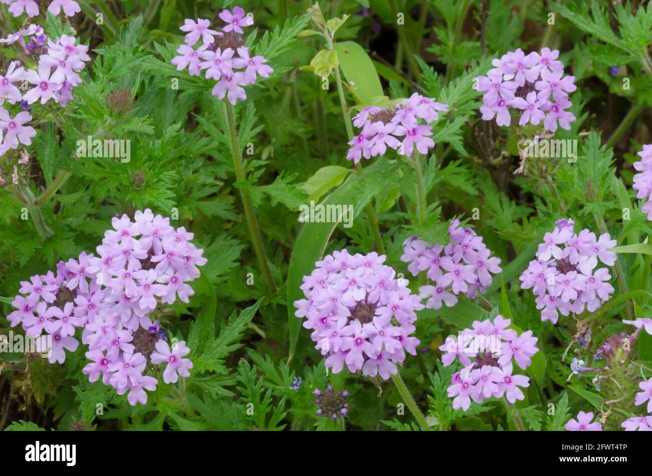 Rose Mock Vervain, Glandularia canadensis Stock Photo