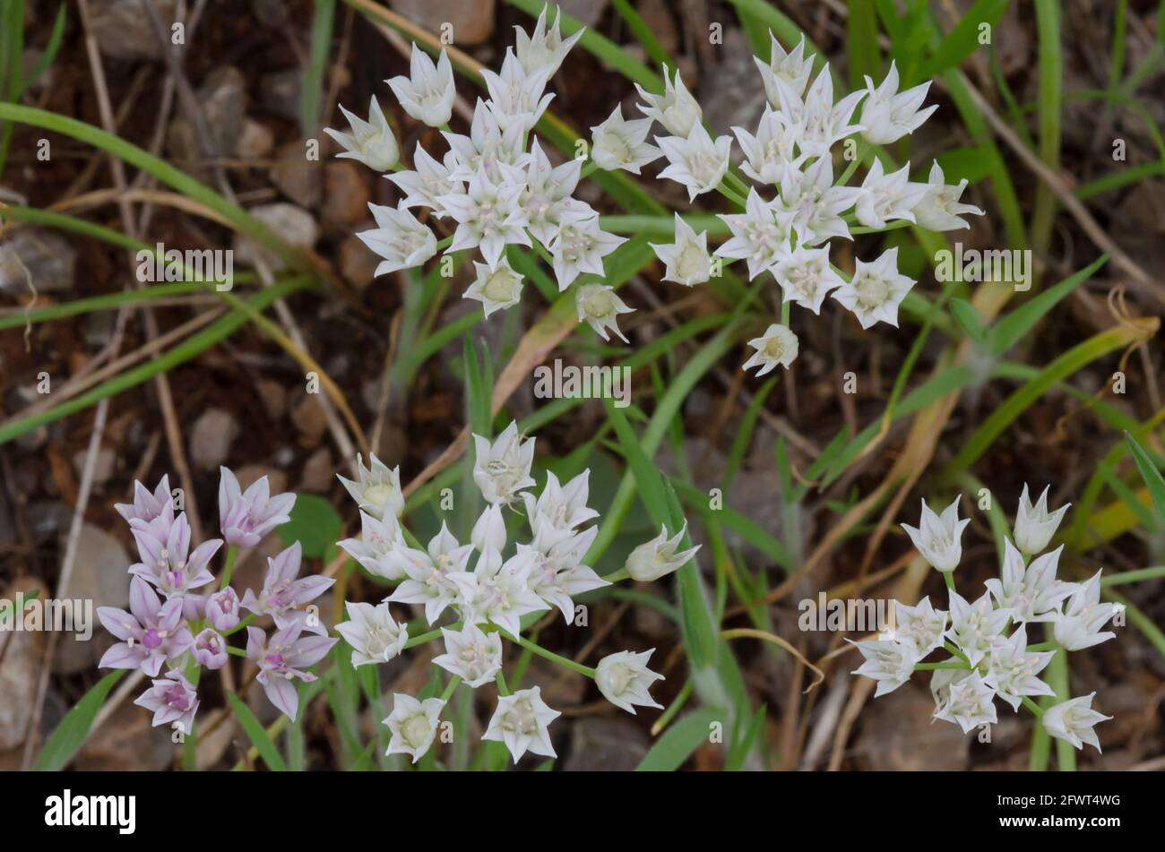 Drummond wild onion hi-res stock photography and images - Alamy