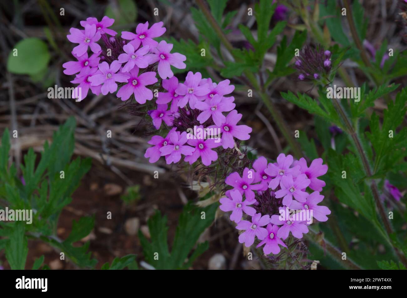 Vervain flower hi-res stock photography and images - Alamy, image size:1300x951
