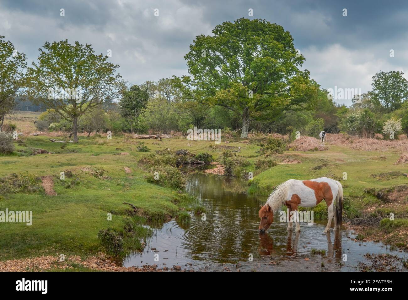 New Forest Pony Drinking At The Stream Stock Photo