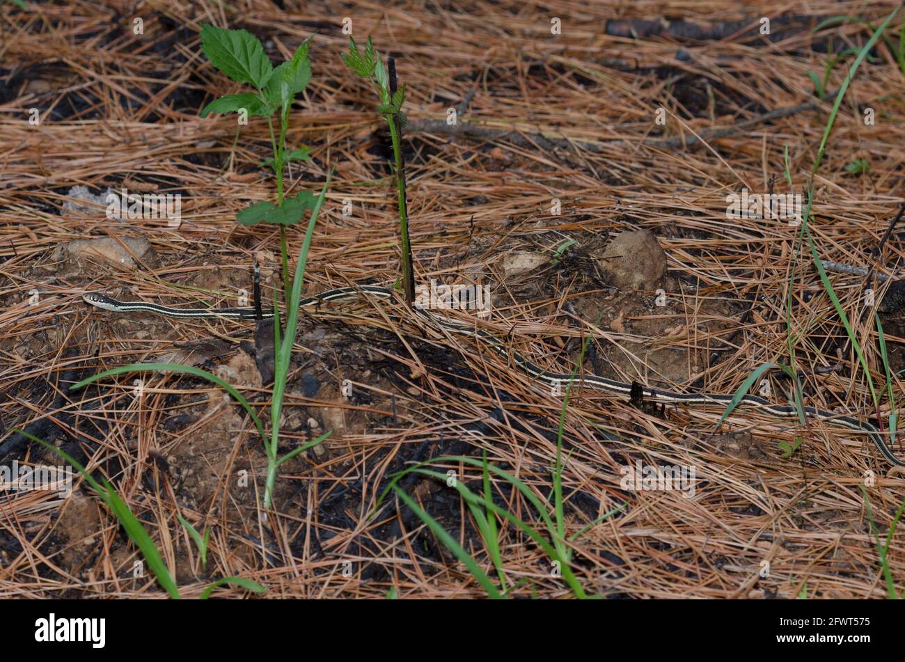 Ribbonsnake High Resolution Stock Photography and Images - Alamy