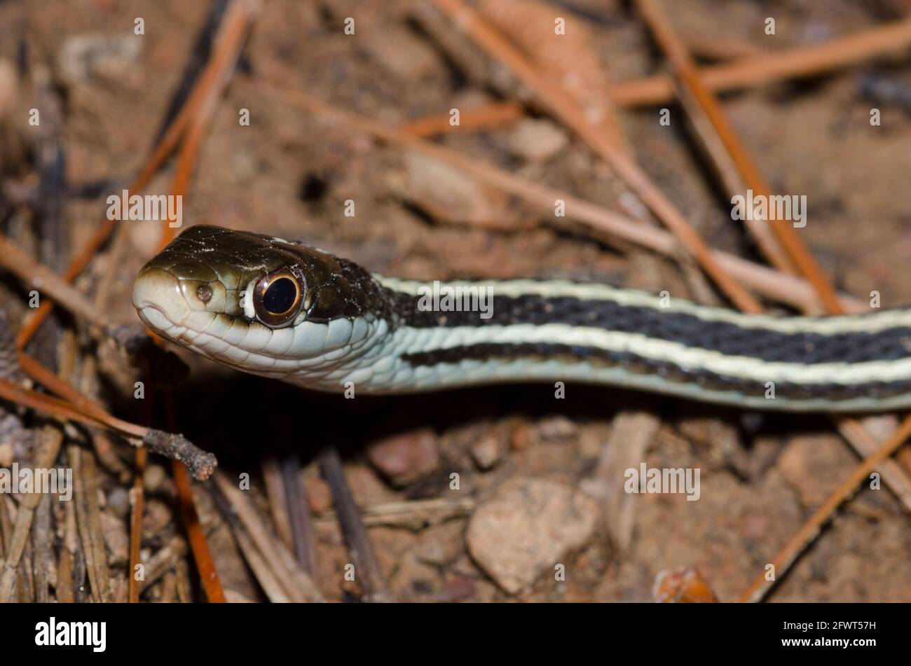 Mcgee Creek Wildlife Management Area High Resolution Stock Photography ...