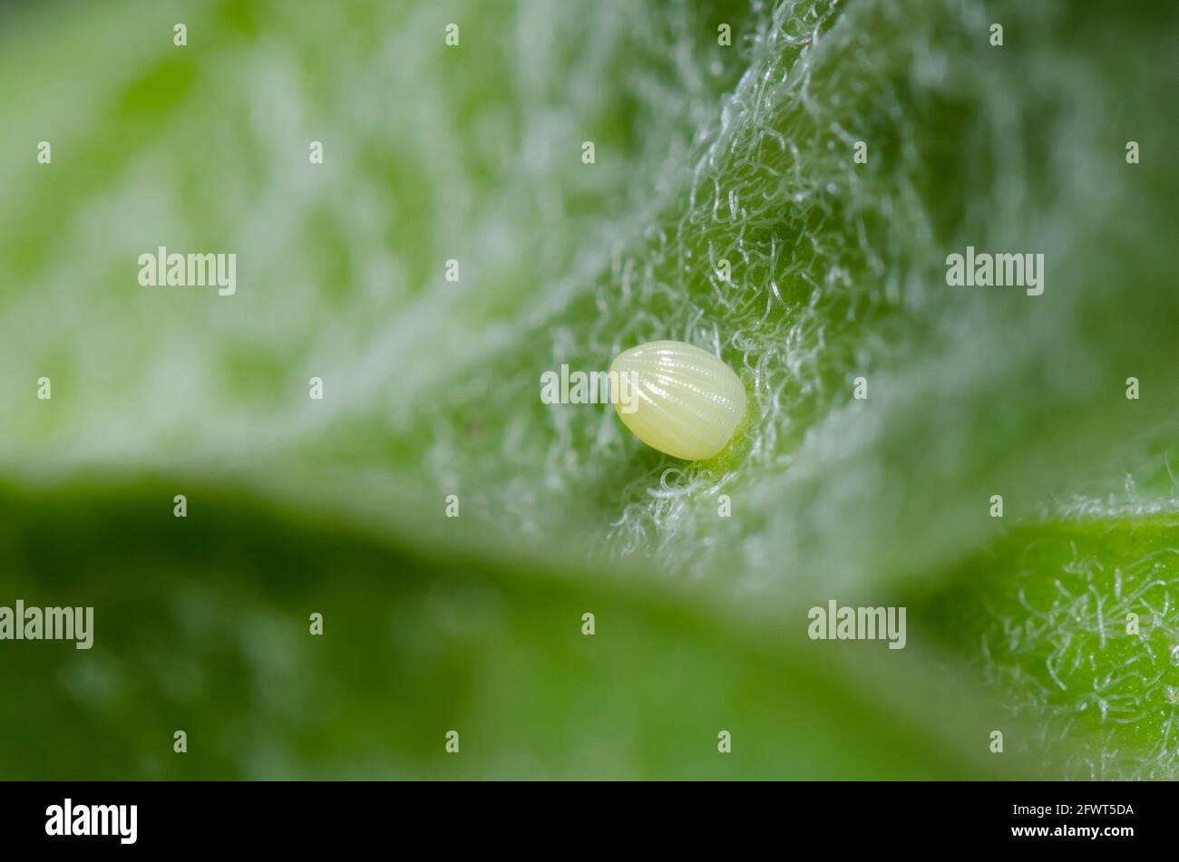 Monarch, Danaus plexippus, egg on green milkweed, Asclepias viridis Stock Photo