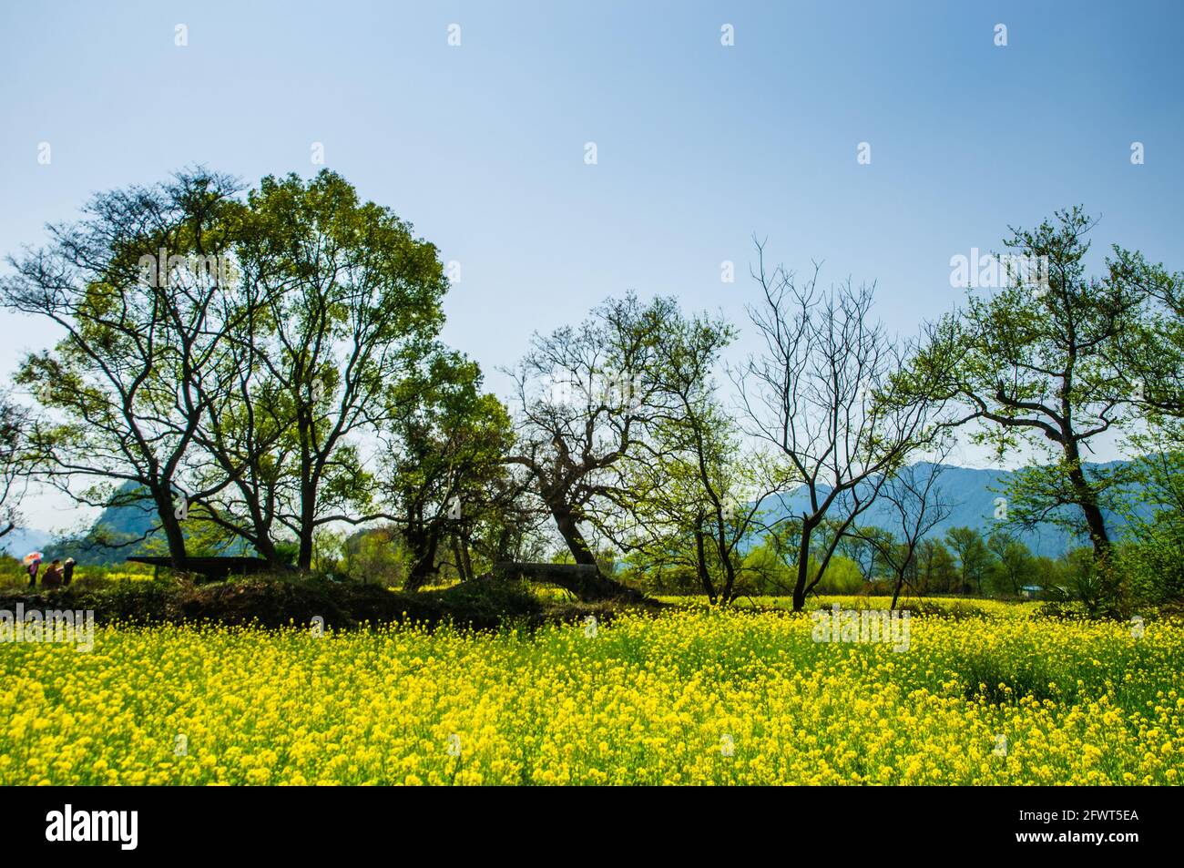 Spring scenery, Guilin, China Stock Photo - Alamy