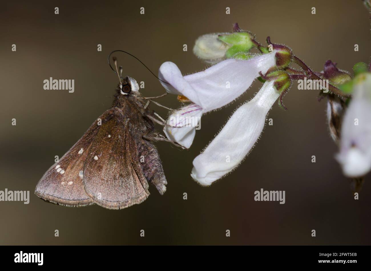 Dusted Skipper, Atrytonopsis hianna, nectaring from Nodding Penstemon, Penstemon laxiflorus Stock Photo