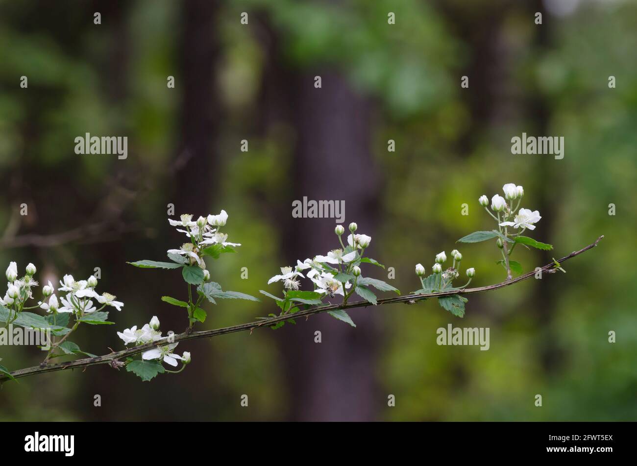 Bramble, Rubus sp Stock Photo Alamy