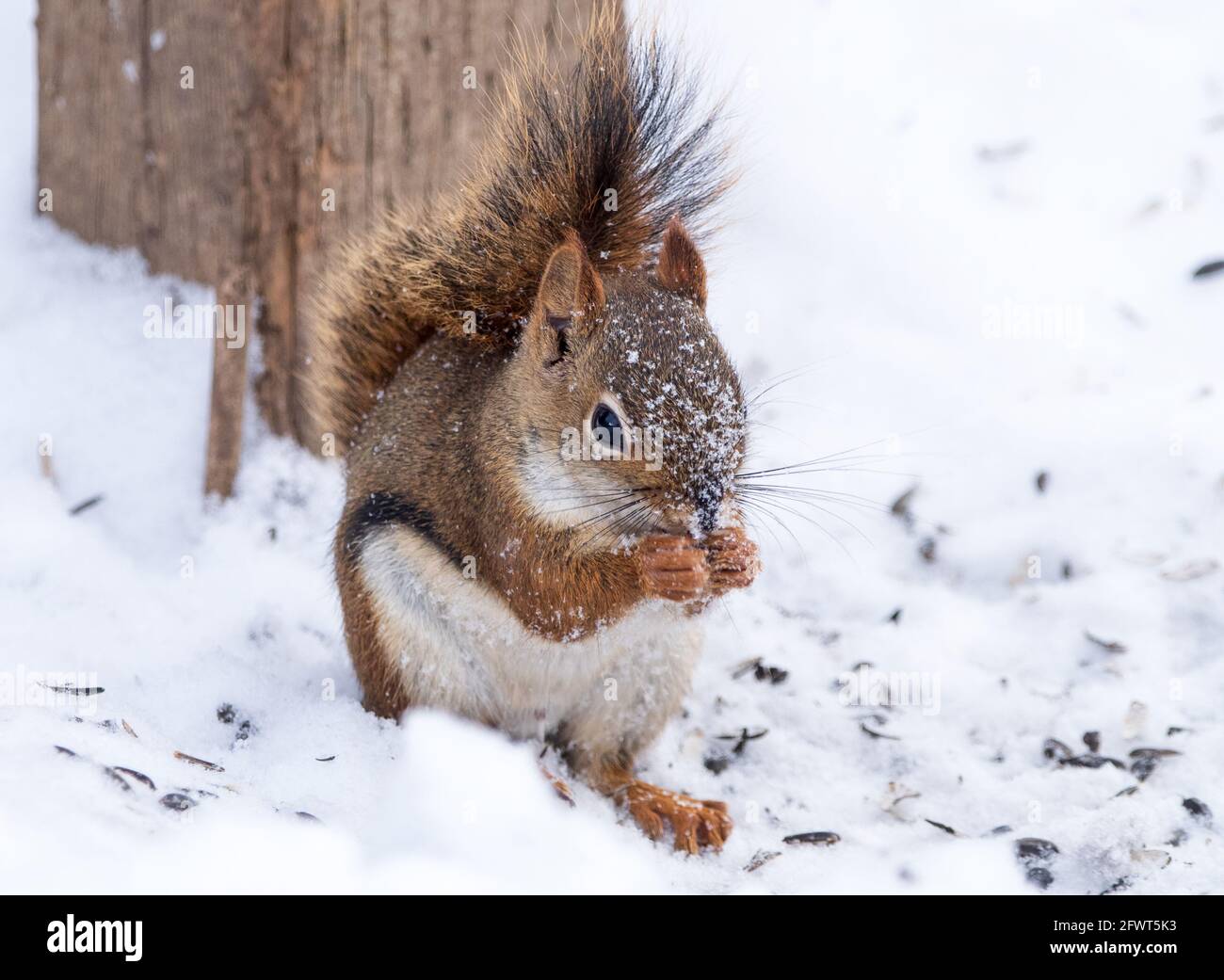 Cute red squirrel (Tamiasciurus hudsonicus) eating sunflower seeds in the snow Stock Photo