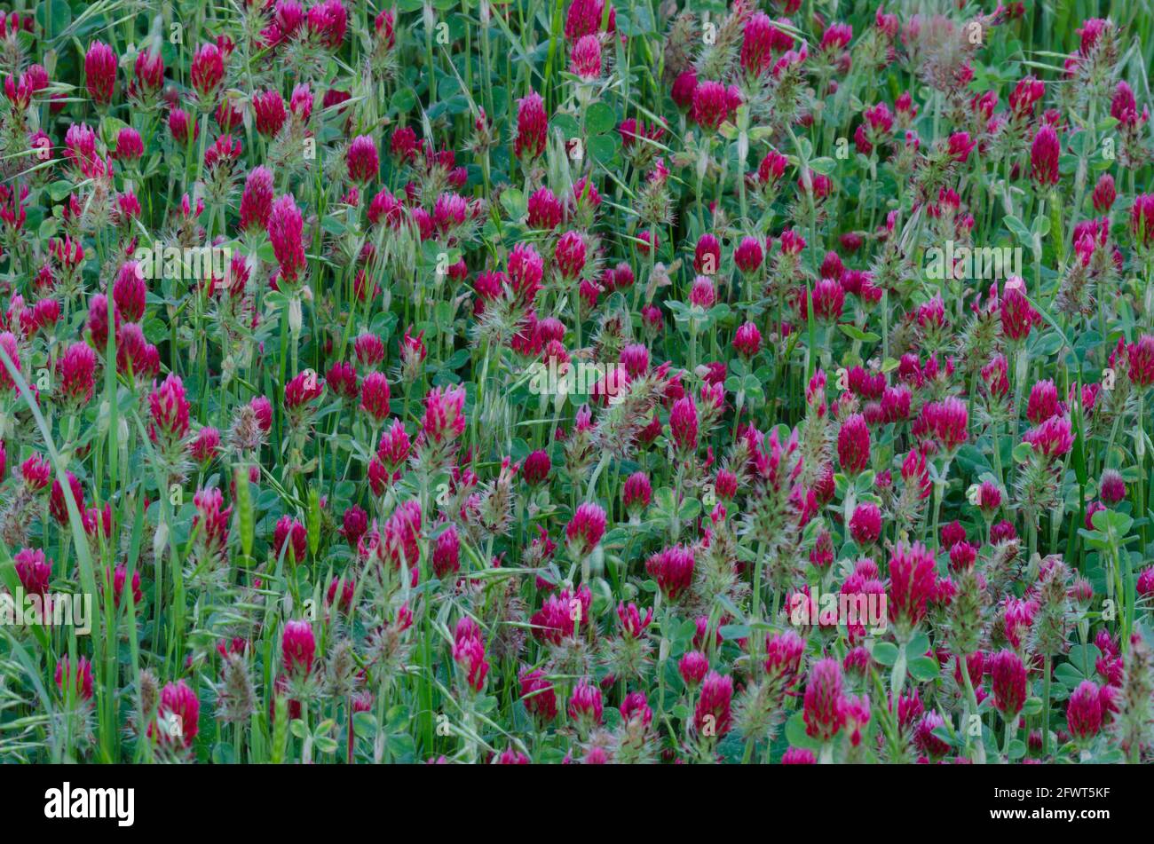 Crimson Clover, Trifolium incarnatum Stock Photo
