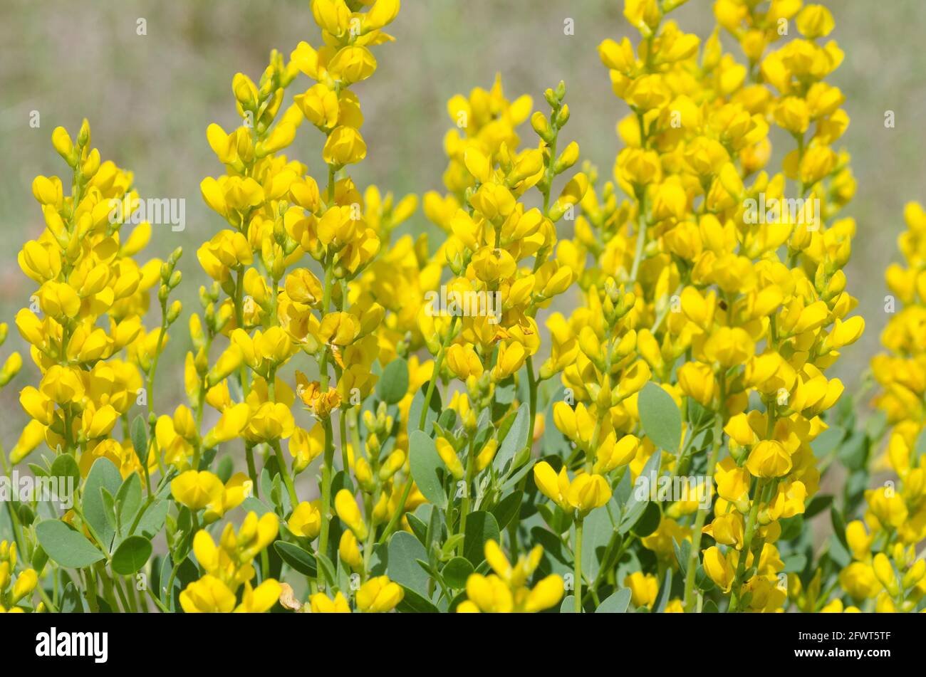 Yellow Wild Indigo, Baptisia sphaerocarpa Stock Photo