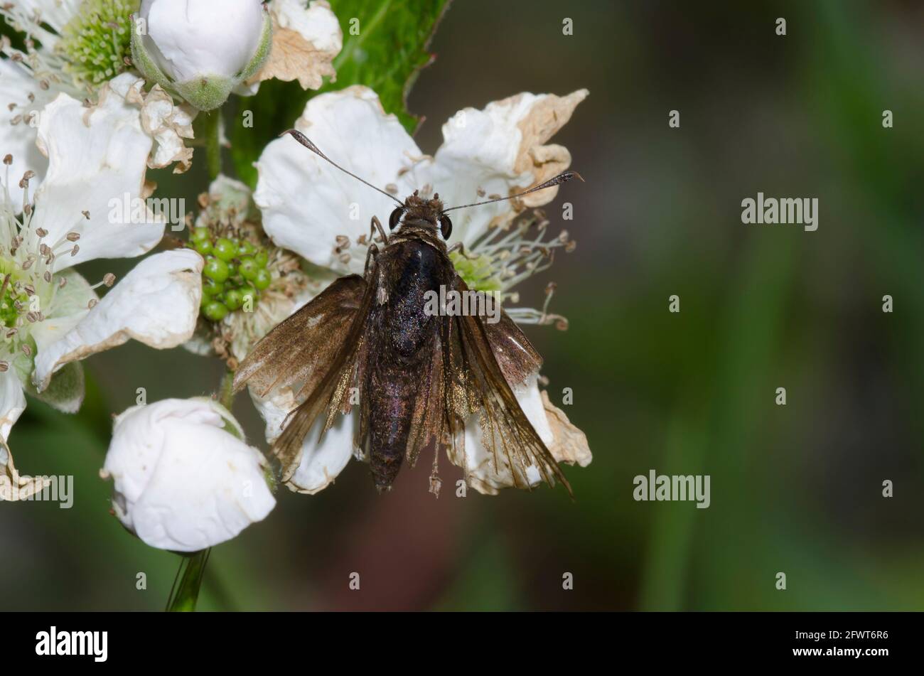 Dusted Skipper, Atrytonopsis hianna, extremely worn and tattered, nectaring from Bramble, Rubus sp. Stock Photo