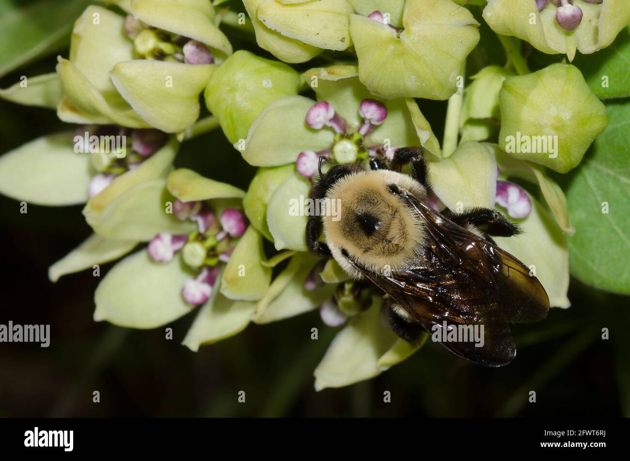 Brown-belted Bumble Bee, Bombus griseocollis, foraging on green milkweed, Asclepias viridis Stock Photo