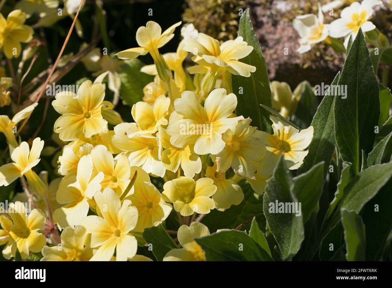 Yellow Primrose polyanthus flowers, Primula, blooming in the spring sunshine, Shropshire, England Stock Photo