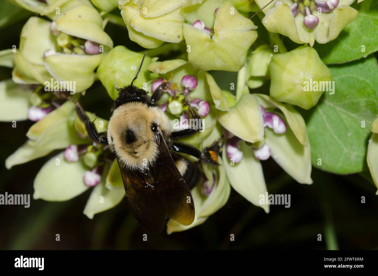 Brown-belted Bumble Bee, Bombus griseocollis, foraging on green milkweed, Asclepias viridis Stock Photo