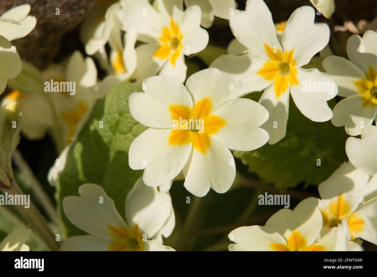 Yellow Primrose polyanthus flowers, Primula, blooming in the spring sunshine, close-up view Stock Photo