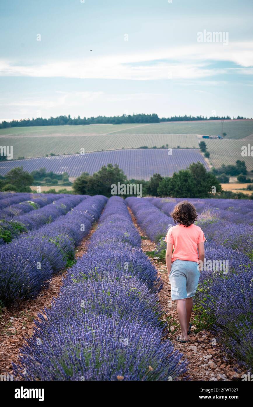 Boy strolling between rows of lavender fields at sunset Stock Photo