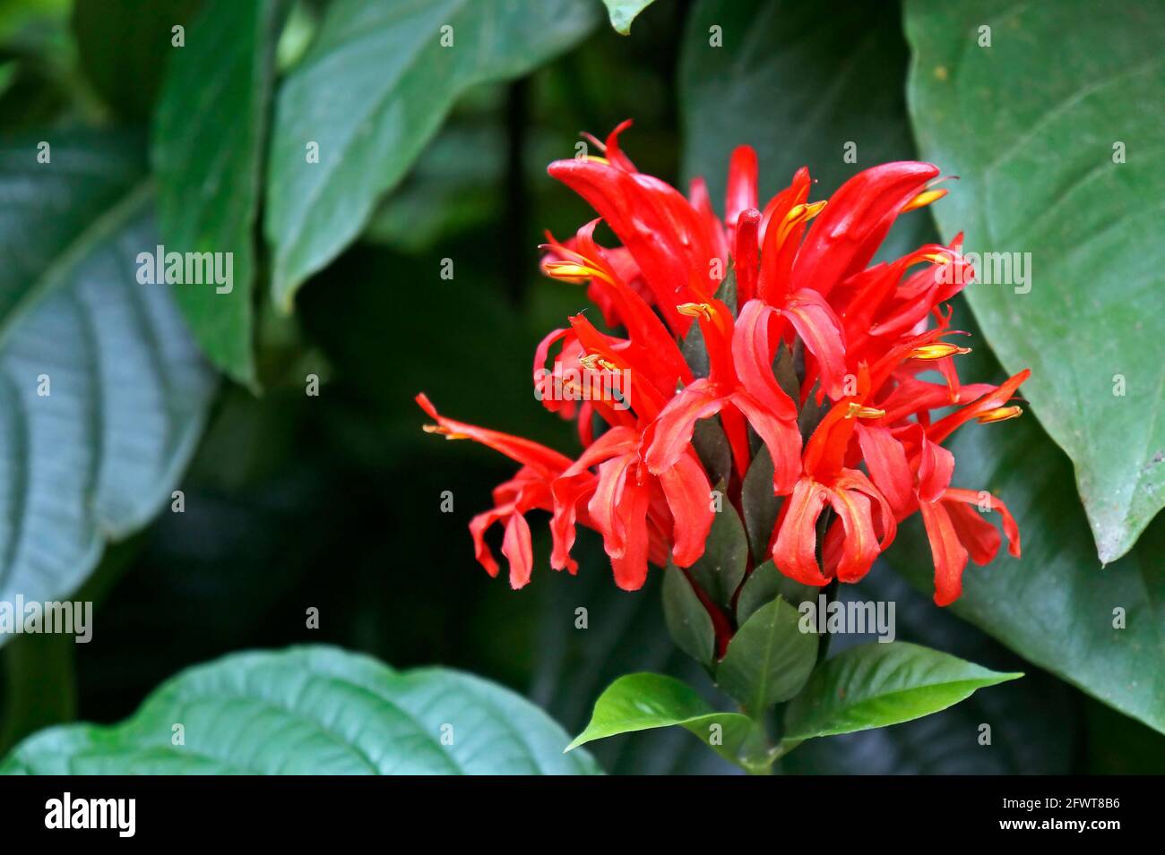 Cardinals guard flower (Justicia coccinea or Pachystachys coccinea) on tropical rainforest Stock Photo