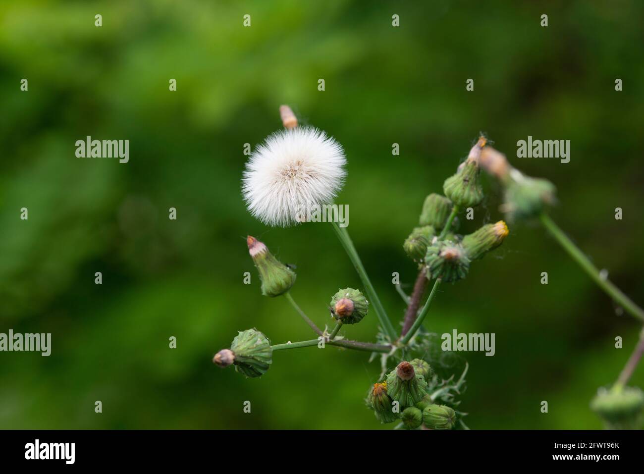 Prickly Sow, Thistle Single Seed Head Sonchus Asper Stock Photo