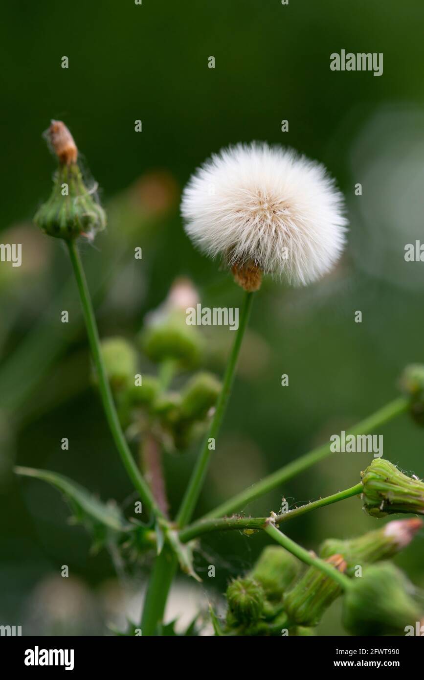 Prickly Sow, Thistle Single Seed Head Sonchus Asper Stock Photo