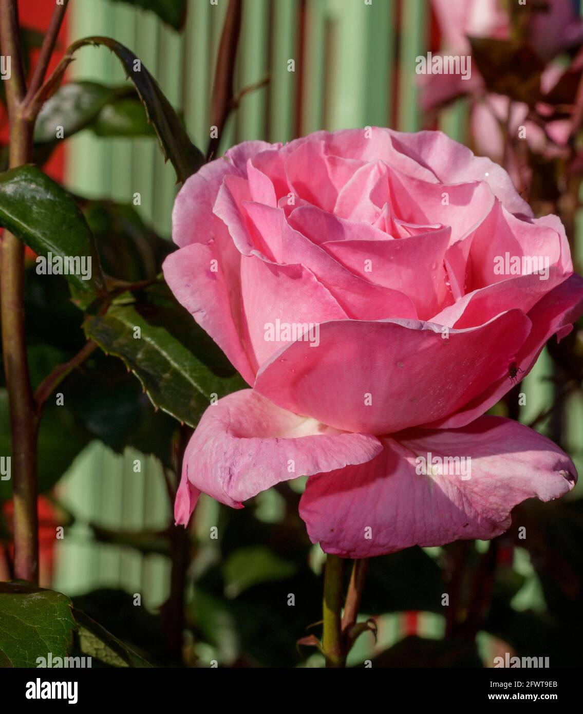a pink rose Stock Photo - Alamy