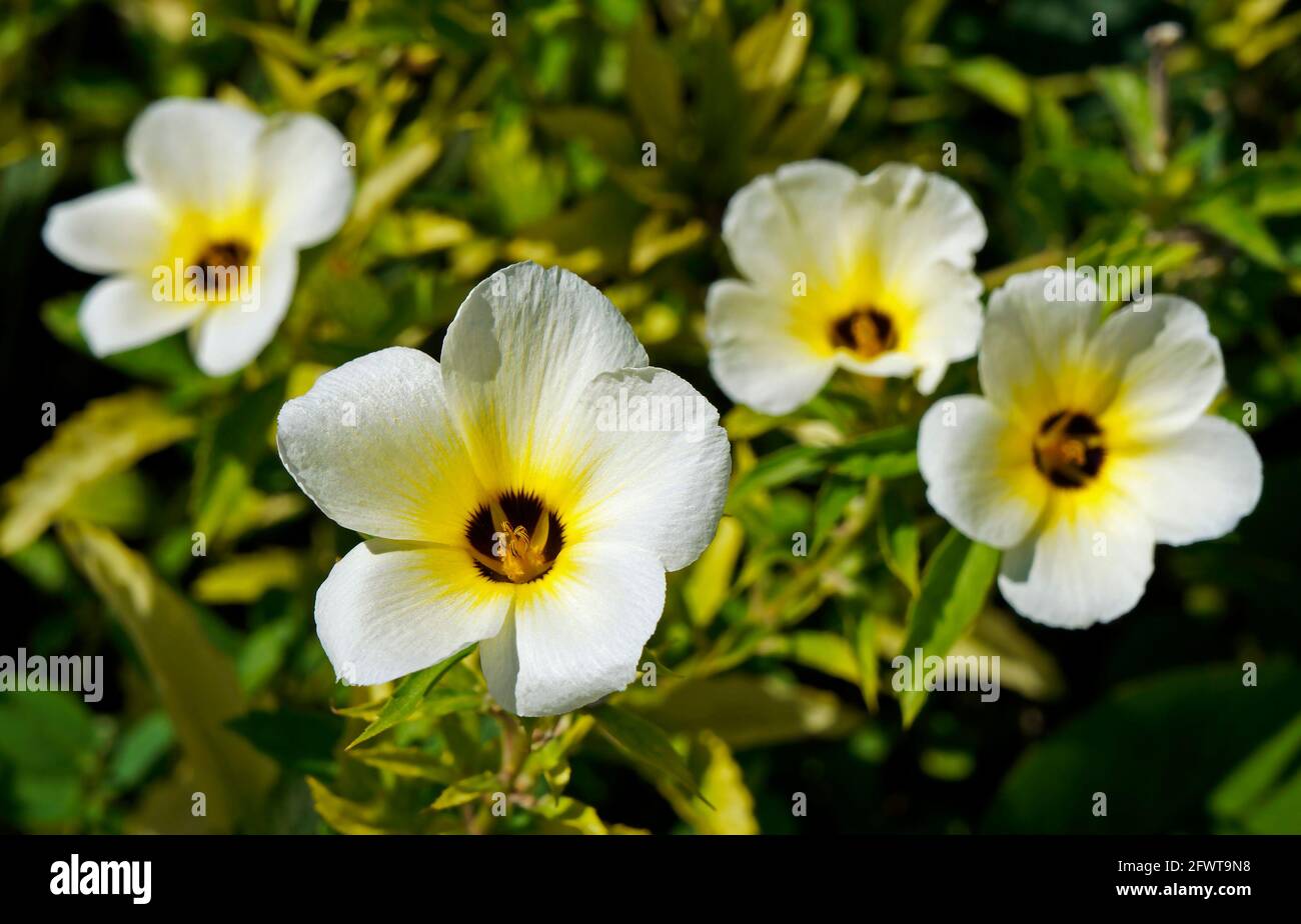 White buttercup or sulphur alder flowers (Turnera subulata) Stock Photo