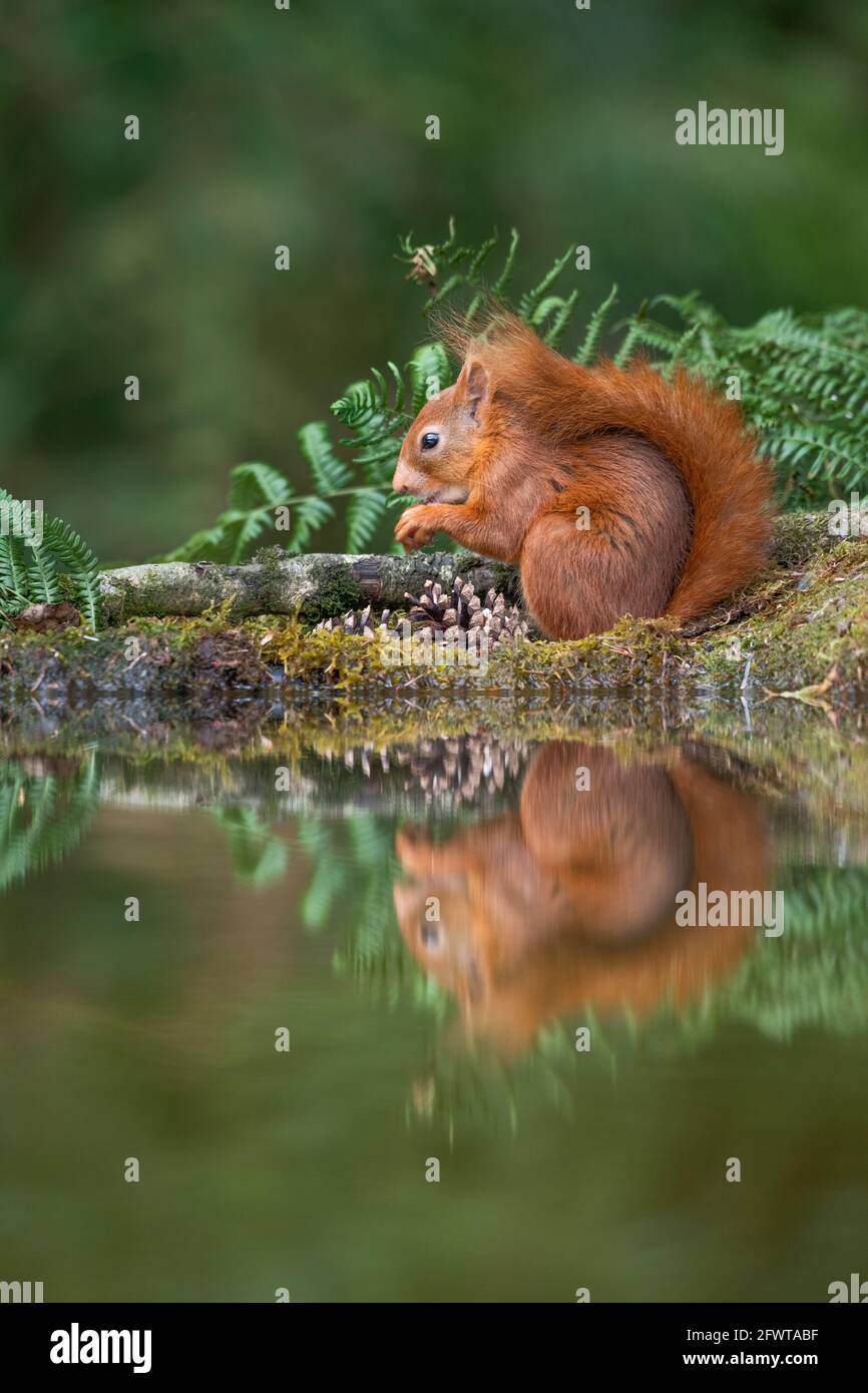 Portrait of a red squirrel in woodland. Stock Photo