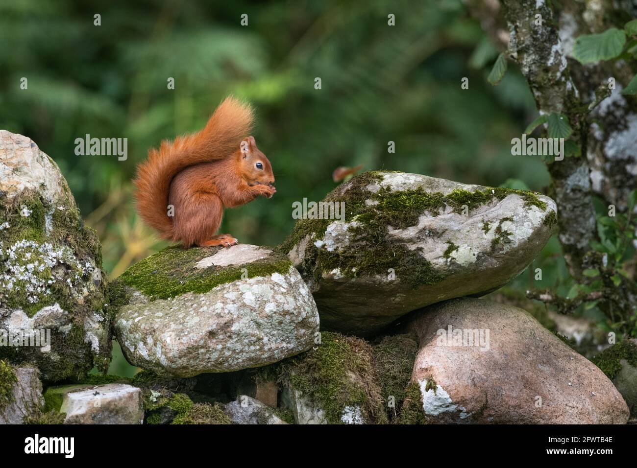 Portrait of a red squirrel in woodland. Stock Photo