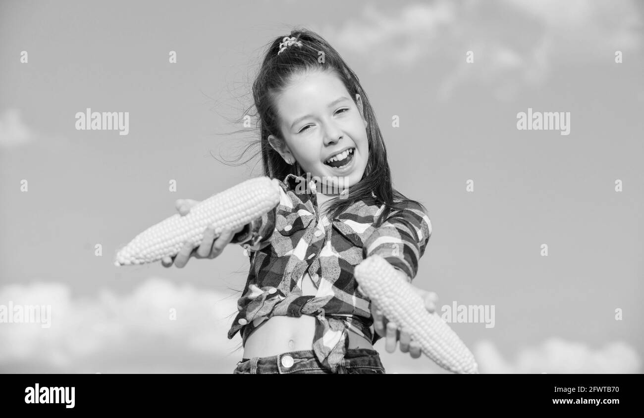 Girl cheerful hold ripe corns. Harvesting and fun. Kids love corn food
