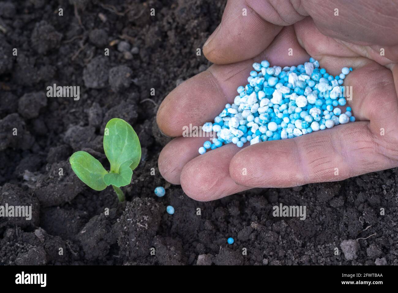 A man's hand of a farmer close-up pours blue-white fertilizer pellets into a hole with a young green sprout. Background. The concept of feeding plants Stock Photo