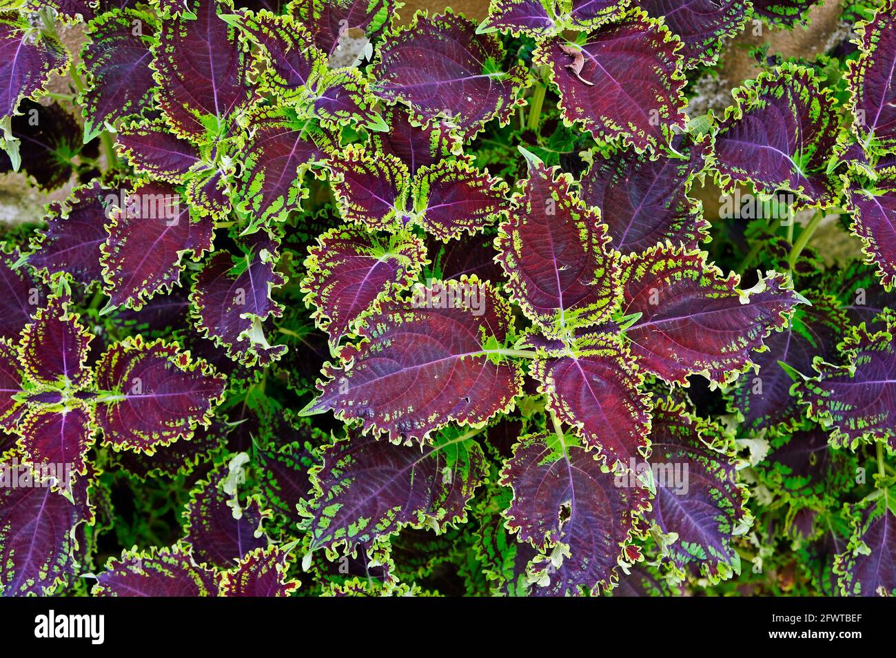 Painted nettle or Flame nettle (Coleus blumei Stock Photo Alamy