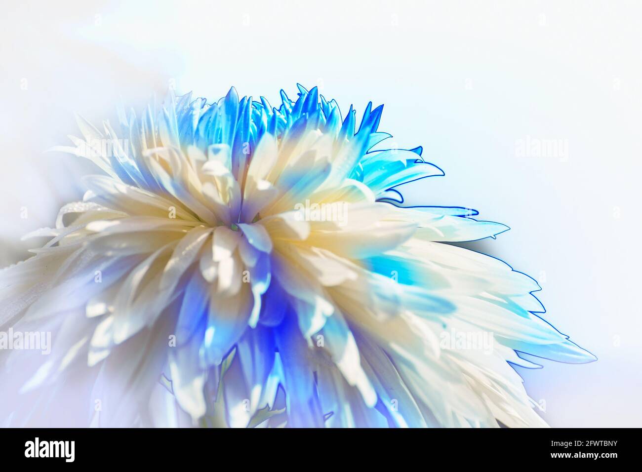 Artistic flower image, off white dahlia flower petals with white back ground, nature stock photograph Stock Photo