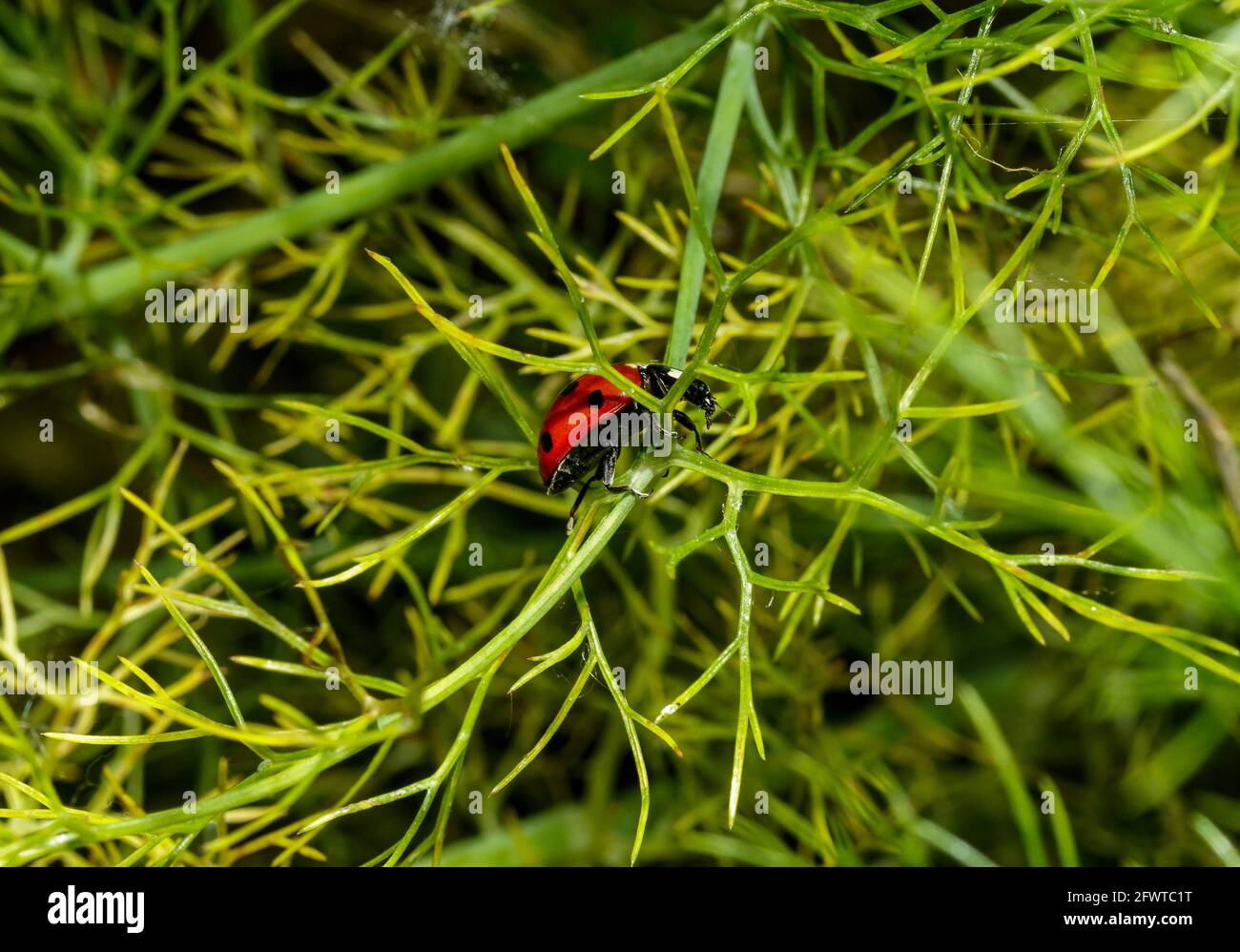 A ladybug walking Stock Photo