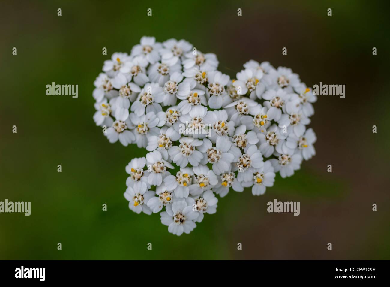 Small spontaneous white heartshaped flowers Stock