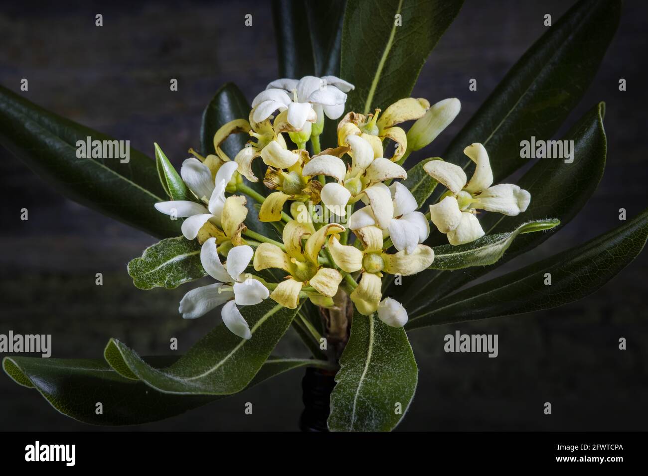Australian Laurel Flower Studio Macro Photo. Spotlighted on Dark Background. Stock Photo