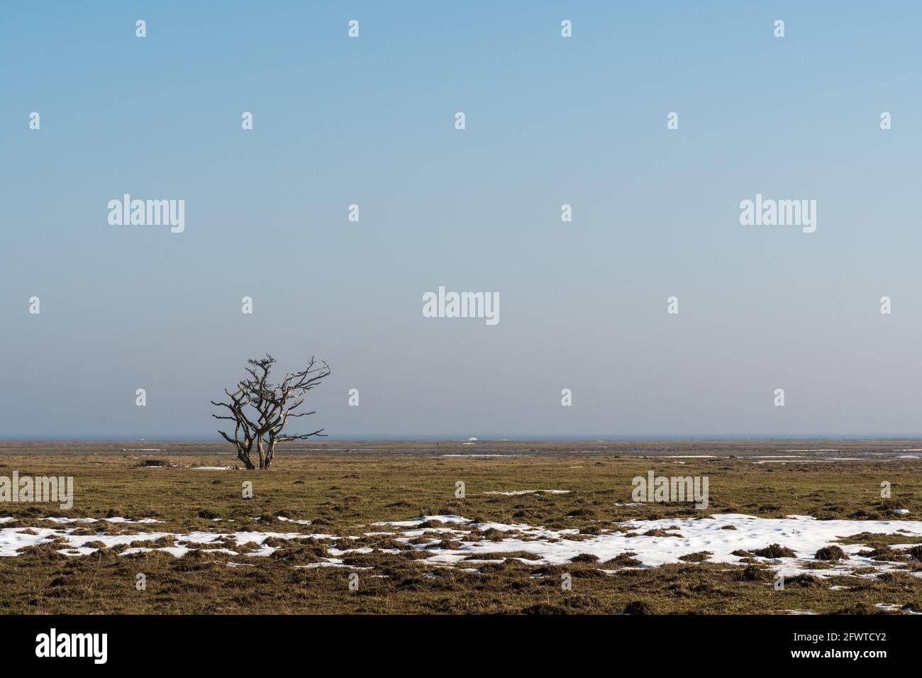 Alone tree in a great plain landscape in the nature reserve by Ottenby in Sweden Stock Photo
