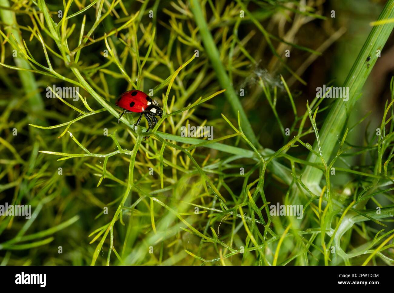 A ladybug walking Stock Photo