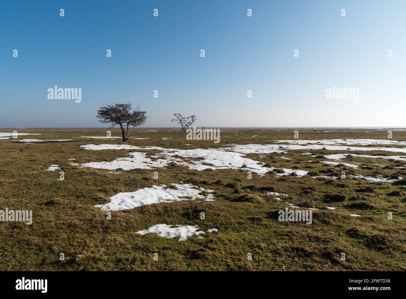 Alone trees in a field in early springtime on the swedish island Oland Stock Photo