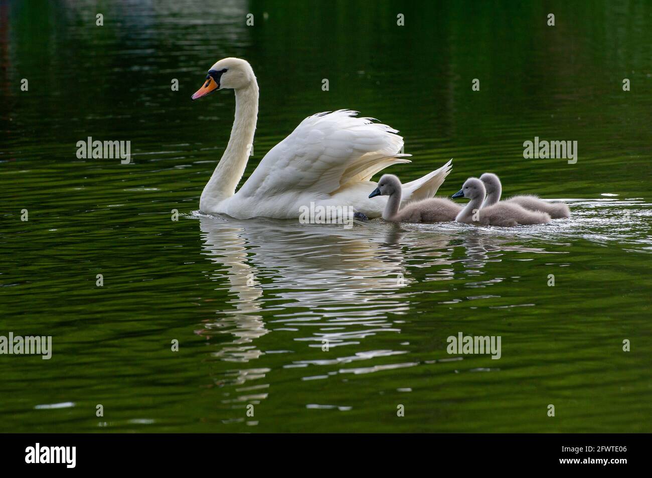 Windsor, Berkshire, UK. 24th May, 2021. A pair of swans on the River Thames at Windsor have three healthy cygnets this year.  Swans mate for life and often nest in the same place each year. The number of new cygnets are counted in the annual Swan Upping which will hopefully return this year. Credit: Maureen McLean/Alamy Live News Stock Photo