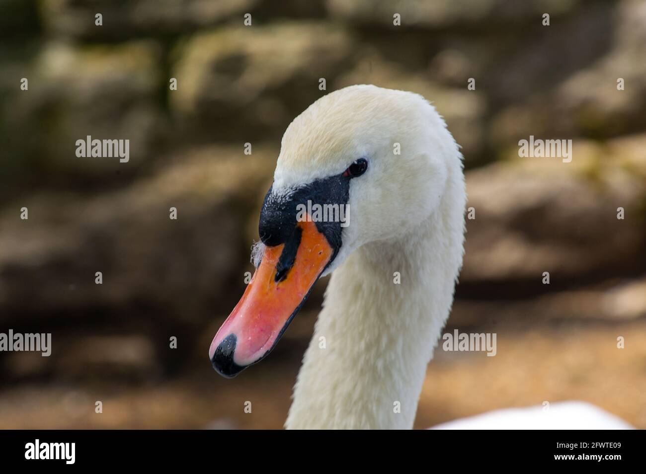 Windsor, Berkshire, UK. 24th May, 2021. A pair of swans on the River Thames at Windsor have three healthy cygnets this year.  Swans mate for life and often nest in the same place each year. The number of new cygnets are counted in the annual Swan Upping which will hopefully return this year. Credit: Maureen McLean/Alamy Live News Stock Photo