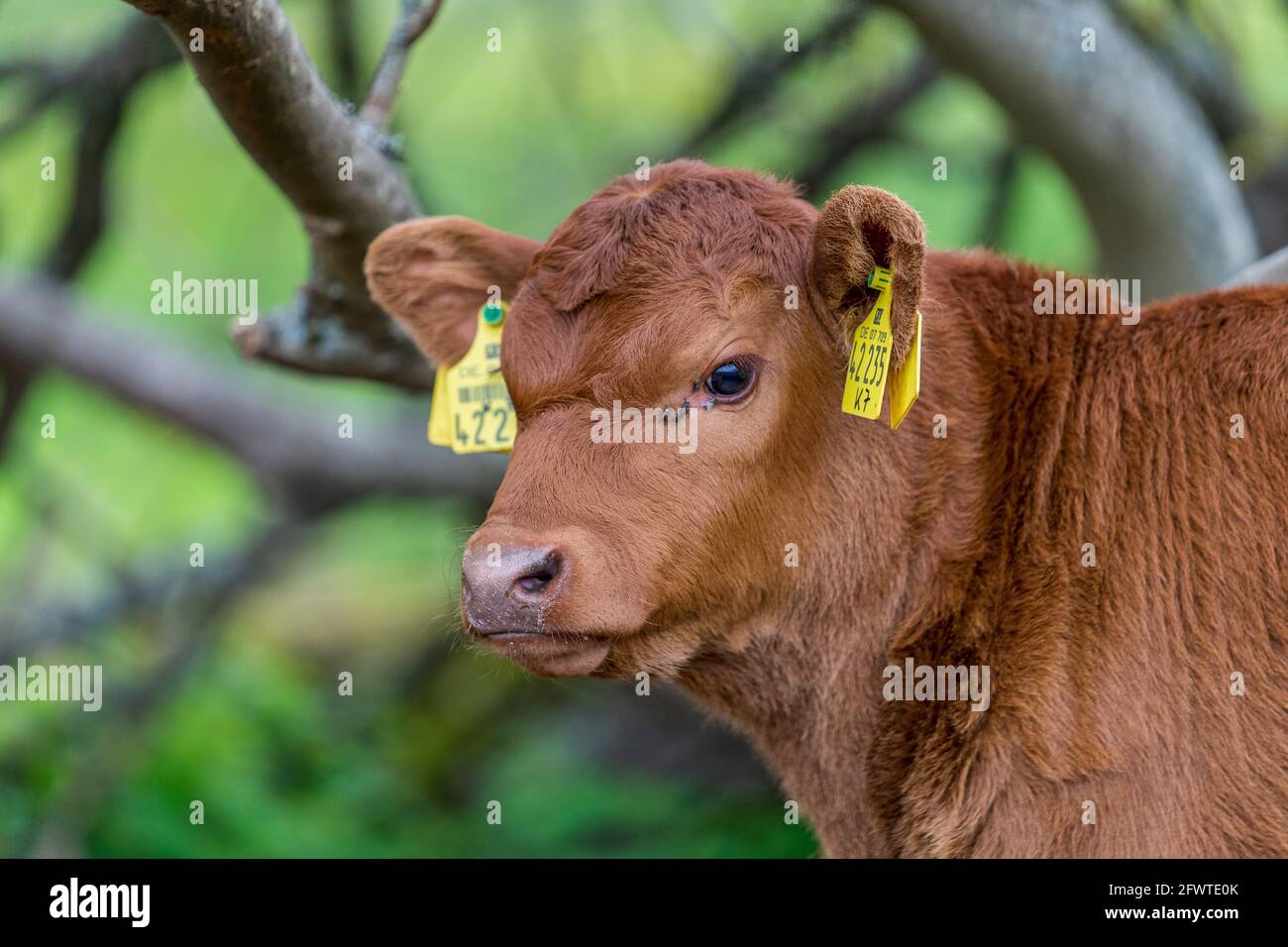 Kälbchen auf Weide Stock Photo