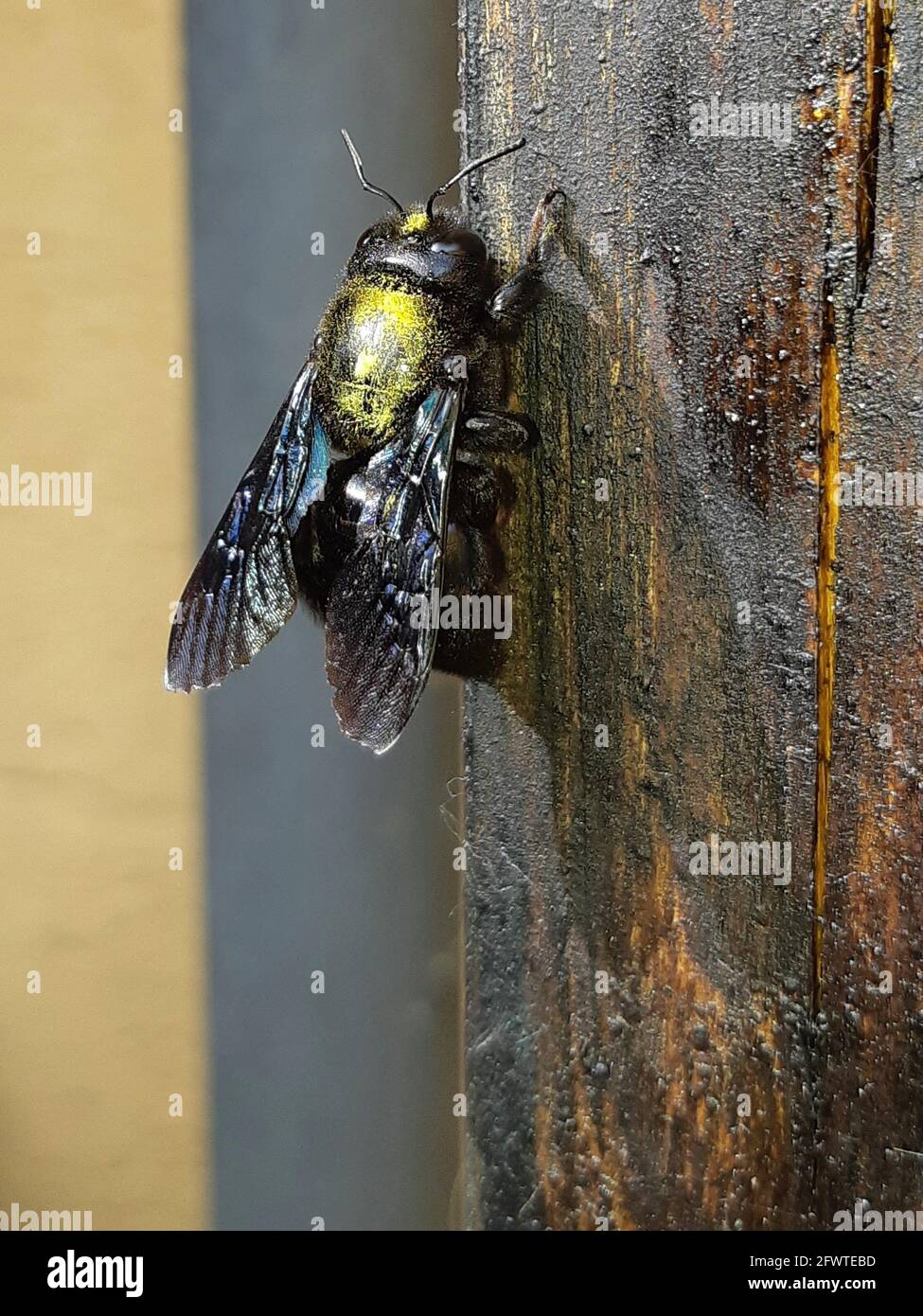 Carpenter bee wood hires stock photography and images Alamy