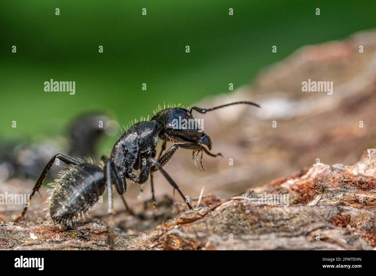 Black ant on foreground in the forest Stock Photo