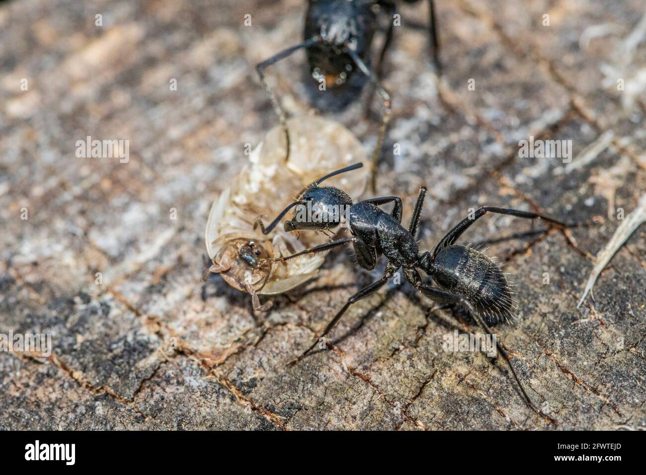 Black ants in the foreground on a tree bark Stock Photo
