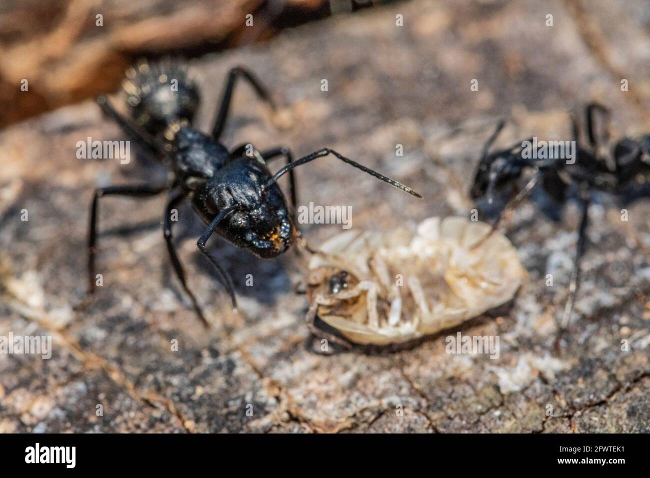 Black ants in the foreground on a tree bark Stock Photo