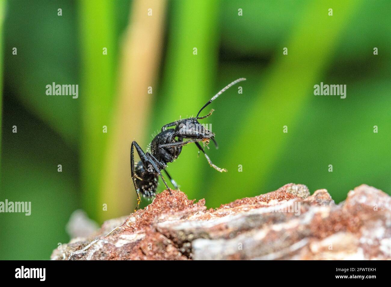Black ant on foreground in the forest Stock Photo