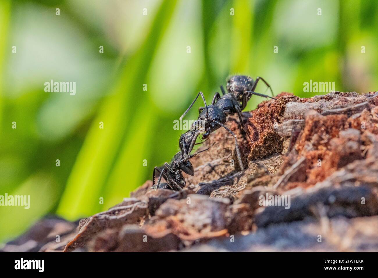 Black ants in the foreground on a tree bark Stock Photo