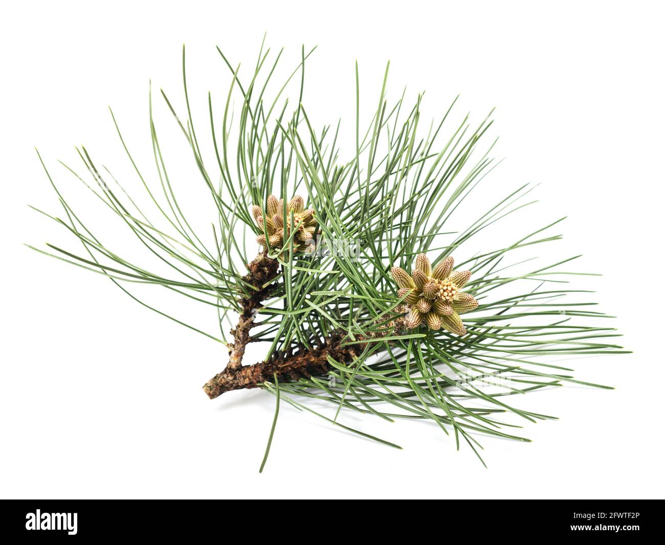 Black pine branch isolated on white background Stock Photo