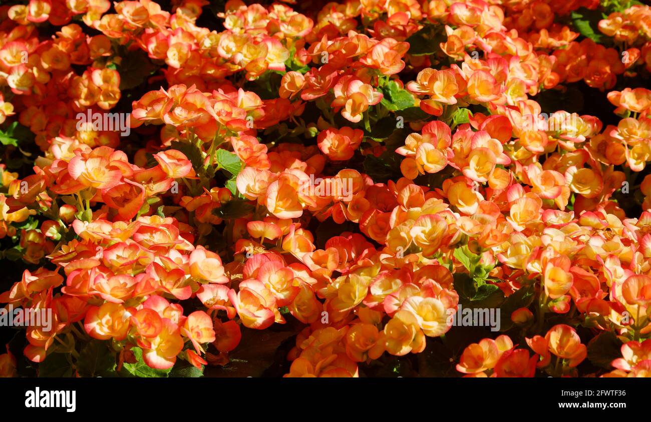 begonias, bed, orange, yellow, bright, cultivated flowers, perennials, shade loving, Pennsylvania, spring Stock Photo