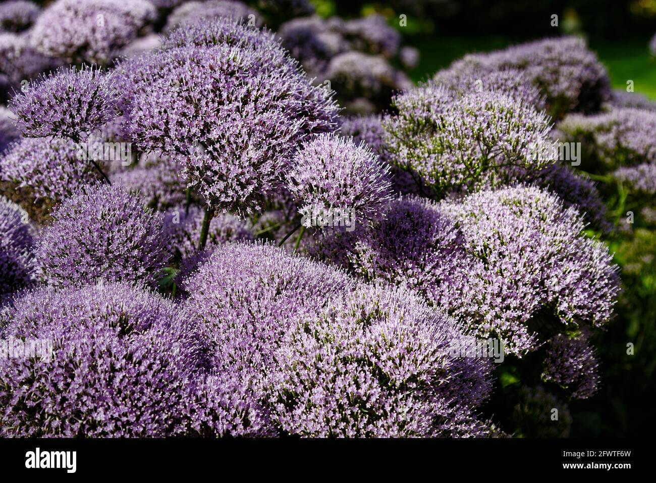 Allium Millenium, lavender, fall shape, cluster, cultivated flowers, Amaryllis family, nature, Pennsylvania, spring Stock Photo